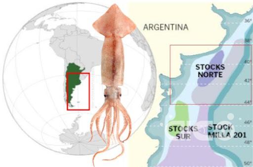 illex squid.jpg